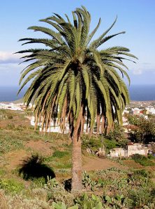 Palme Palmöl